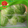 Pollution free frozen flowering cabbage IQF